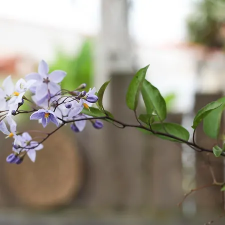 펜션 L'airial - Maison Idealement Situee Entre Commerces Et *